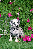 PUP 03 FA0035 01
Dalmatian Puppy Sitting On Grass By Pink Flowers