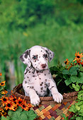 PUP 03 FA0036 01
Dalmatian Puppy Sitting In Basket By Yellow Flowers