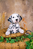 PUP 03 FA0037 01
Dalmatian Puppy Sitting In Basket