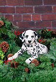 PUP 03 FA0038 01
Dalmatian Puppy Laying On Pine Branches And Holly By Brick Wall