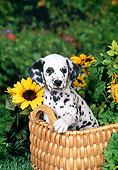PUP 03 FA0040 01
Dalmatian Puppy Sitting In Wicker Basket By Sunflowers