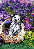 PUP 03 FA0041 01
Dalmatian Puppy Sitting In Wicker Basket By Purple Flowers