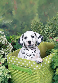PUP 03 FA0042 01
Dalmatian Puppy Sitting In Green Basket By White Flowers