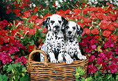 PUP 03 FA0043 01
Dalmatian Puppies Sitting In Wicker Basket By Red And Pink Flowers