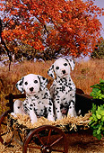 PUP 03 FA0003 01
Two Dalmatian Puppies Sitting In Wagon By Autumn Trees