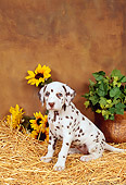 PUP 03 FA0004 01
Dalmatian Puppy Sitting On Hay By Sunflowers