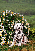 PUP 03 FA0009 01
Dalmatian Puppy Sitting On Grass By White Flowering Shrub