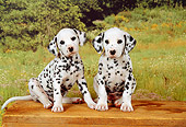 PUP 03 FA0010 01
Two Dalmatian Puppies Sitting On Wooden Bench By Field Trees