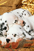 PUP 03 LS0001 01
Two Dalmatian Puppies Sleeping On Burlap By Hay
