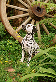 PUP 03 RC0001 01
Dalmatian Puppy Sitting On Grass Next To Wagon Wheel