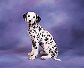 PUP 03 RK0003 03
Dalmatian 10 Weeks Old Sitting In Studio Purple Background