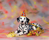 PUP 03 RK0018 06
Dalmatian Laying With Party
Hat And Decorations With
Colorful Background