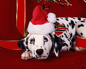 PUP 03 RK0032 02
Dalmatian Laying Up-close 
Wearing A Christmas Hat With
Red Ribbon Background