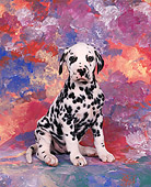 PUP 03 RK0046 21
Dalmatian Puppy Sitting In Studio With Colorful Background