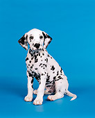 PUP 03 RK0053 03
Dalmatian Puppy Sitting Facing Camera On Blue Seamless Background