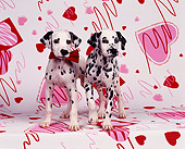 PUP 03 RK0085 01
2 Dalmatian Puppies Sitting One Wearing Red Bow On Valentine Hearts Background Facing Camera