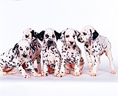 PUP 03 RK0116 27
A Group Of Dalmatian Puppies Sitting On White Seamless