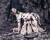 PUP 03 RK0161 14
Dalmatian Mother Nursing Her Puppies On Gray Marble Background