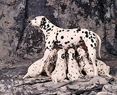 PUP 03 RK0161 16
Dalmatian Mother Nursing Her Puppies On Gray Marble Background
