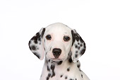 PUP 03 RK0222 01
Dalmatian Puppy On White Seamless Studio