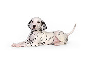 PUP 03 RK0223 01
Dalmatian Puppy On White Seamless Studio