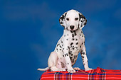 PUP 03 RK0224 01
Dalmatian Puppy Sitting On Red Plaid Blanket Studio