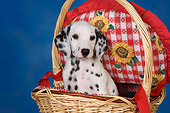 PUP 03 RK0226 01
Dalmatian Puppy Sitting In Basket Studio