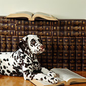 PUP 03 RS0005 01
Close-Up Of Dalmatian Laying By Books