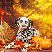 PUP 03 RS0008 02
Portrait Of Dalmatian Puppy Laying By Autumn Leaves Pumpkins Rake Studio