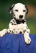 PUP 03 SS0004 01
Dalmatian Puppy Standing Over Blue Cloth