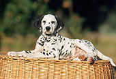 PUP 03 SS0005 01
Dalmatian Puppy Laying On Wicker Basket