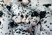 PUP 03 SS0007 01
Litter Of Dalmatian Puppies Sleeping
