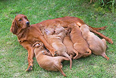 PUP 04 JE0007 01
Irish Setter Mother Nursing Puppies On Grass