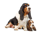 PUP 04 JE0008 01
Basset Hound Mother And Puppy Sitting On White Seamless