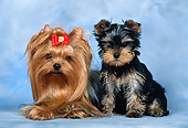 PUP 04 KH0028 01
Yorkshire Terrier Adult And Puppy Sitting In Studio