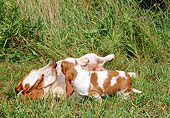 PUP 04 CE0003 01
Basset Hound Mother And Puppy Relaxing In Field By Tall Grass