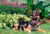 PUP 04 CE0015 01
German Shepherd Puppy And Adult Male Sitting On Grass In Garden