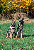PUP 04 CE0016 01
German Shepherd Puppy And  Mother Sitting On Grass By Autumn Shrubs