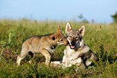 PUP 04 KH0003 01
Czechoslovakian Wolfdog Puppy Kissing Mother Laying In Field