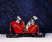 PUP 04 RK0002 06
Dalmatians Sitting In A Sled In Snow Puppy Wearing Christmas Hat