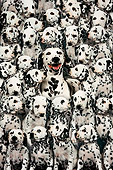 PUP 04 RK0003 01
101 Dalmatians