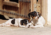 PUP 04 SS0001 01
Jack Russell Terrier Adult And Puppy Laying On Pavement By Wooden Door