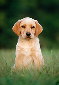 PUP 05 GR0164 01
Yellow Labrador Retriever Puppy Sitting On Grass