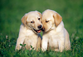 PUP 05 GR0192 01
Yellow Labrador Retriever Puppies Sitting In Grass