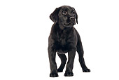 PUP 05 JE0003 01
Black Labrador Puppy Standing Seamless