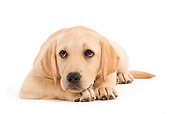 PUP 05 JE0004 01
Yellow Labrador Retriever Pupppy Laying On White Seamless