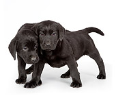 PUP 05 RK0101 01
Black Labrador Retriever Puppies Standing On White Seamless