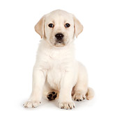 PUP 05 RK0109 01
Yellow Labrador Retriever Puppy Sitting On White Seamless