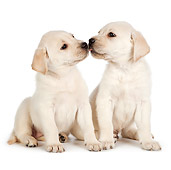 PUP 05 RK0110 01
Yellow Labrador Retriever Puppies Sitting On White Seamless