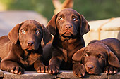 PUP 05 DB0001 01
Three Chocolate Labrador Puppies Laying Together